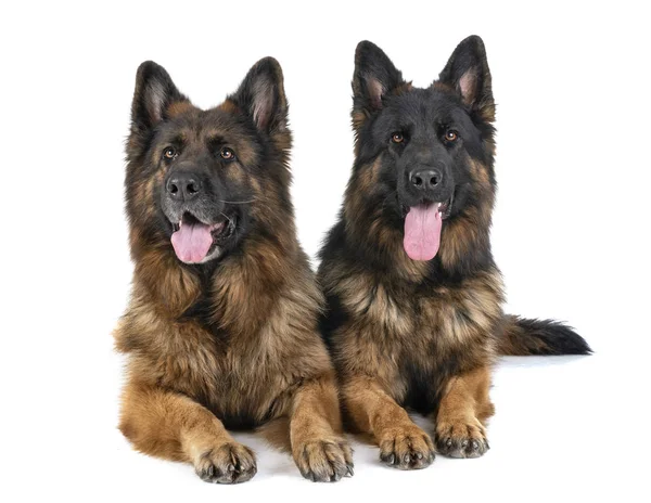 German Shepherd Front White Background — Stock Photo, Image