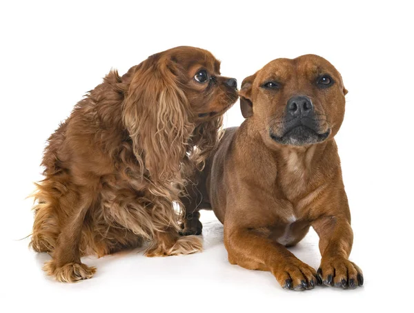 Staffordshire Bull Terrier Cavalier King Charles Fehér Háttér Előtt — Stock Fotó