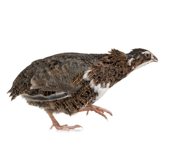 Japanese Quail Front White Background — Stock Photo, Image