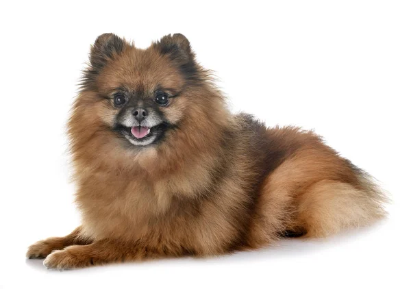 Spitz Pomeranian Beyaz Arka Plan Önünde — Stok fotoğraf