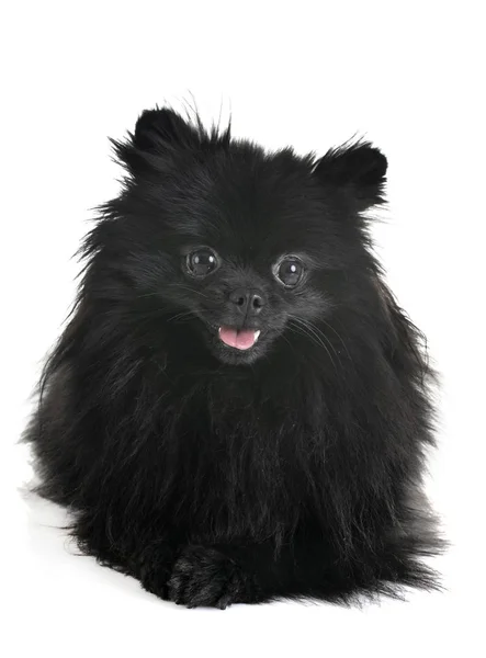 Spitz Pomeranian Framför Vit Bakgrund — Stockfoto