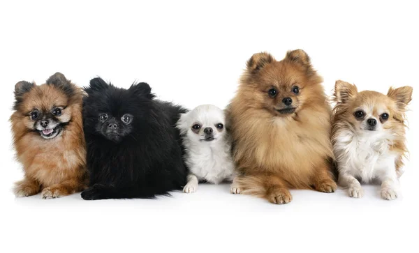 Spitz Pomeranians Beyaz Arka Plan Önünde Chihuahuas — Stok fotoğraf