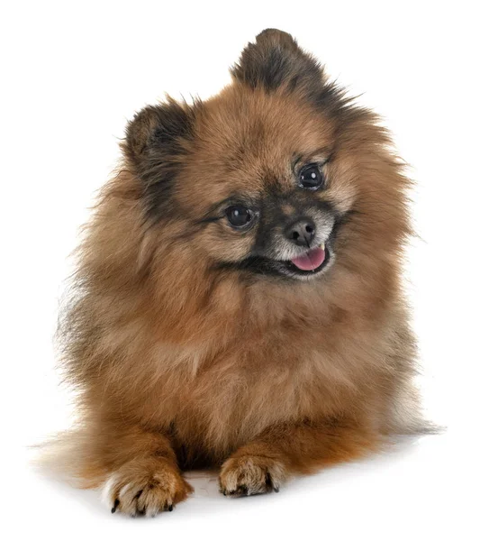 Spitz Pomeranian Framför Vit Bakgrund — Stockfoto