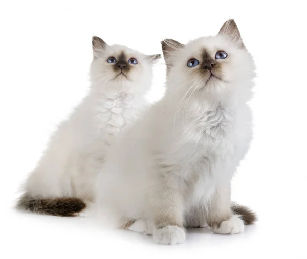 Birman Gatito Frente Blanco Fondo — Foto de Stock