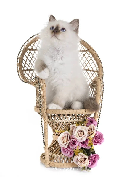 Birman Gatinho Frente Fundo Branco — Fotografia de Stock