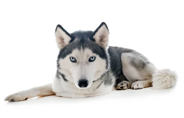 Husky Siberiano Frente Fundo Branco — Fotografia de Stock