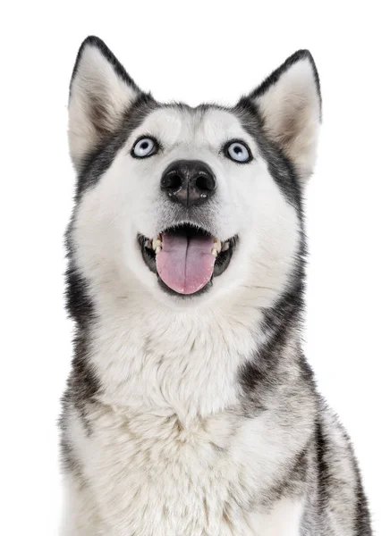 Siberische Husky Voor Witte Achtergrond — Stockfoto