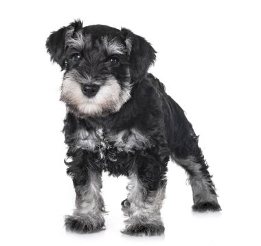 Beyaz arkaplan önünde köpek yavrusu minyatür schnauzer