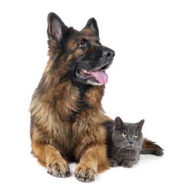 Alman çoban köpeği ve beyaz arka plan önünde kedi