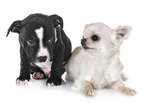 在白种人的前面 有一只宠物狗 一只猎狗和一只吉娃娃 — 图库照片