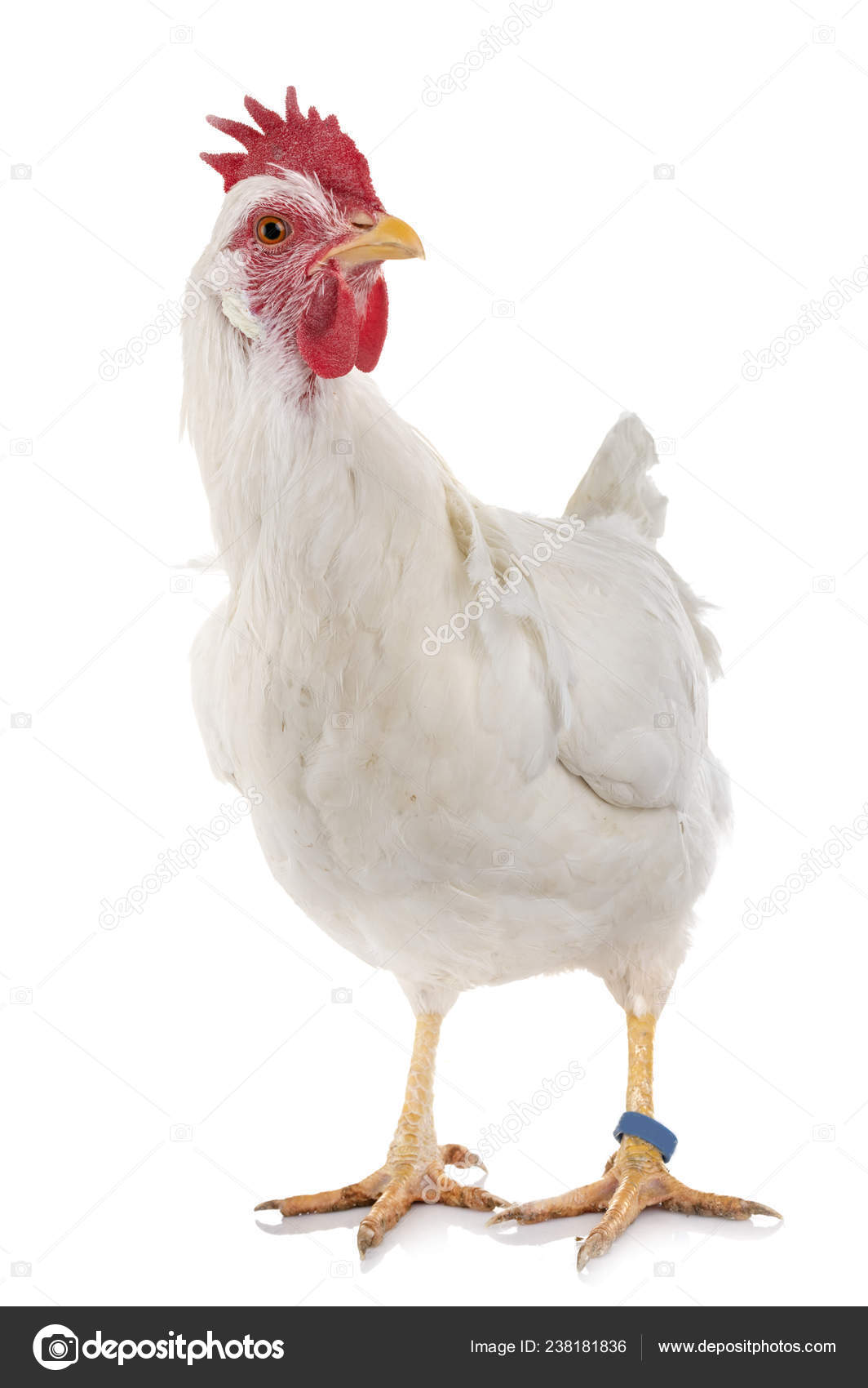 Leghorn Chicken Front White Background Stock Photo by ©cynoclub 238181836