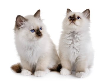 Birman kedi yavrusu beyaz arkaplan önünde