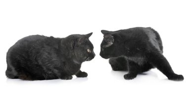 Beyaz arka plan önünde siyah kedi