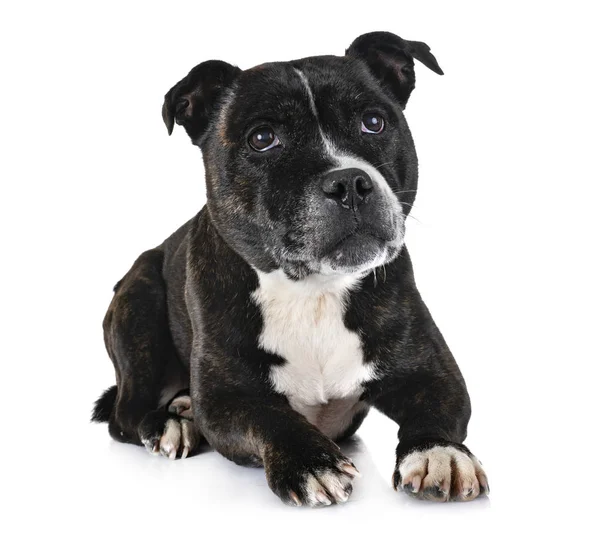 Staffordshire Bull Terrier Przed Białym Tle — Zdjęcie stockowe