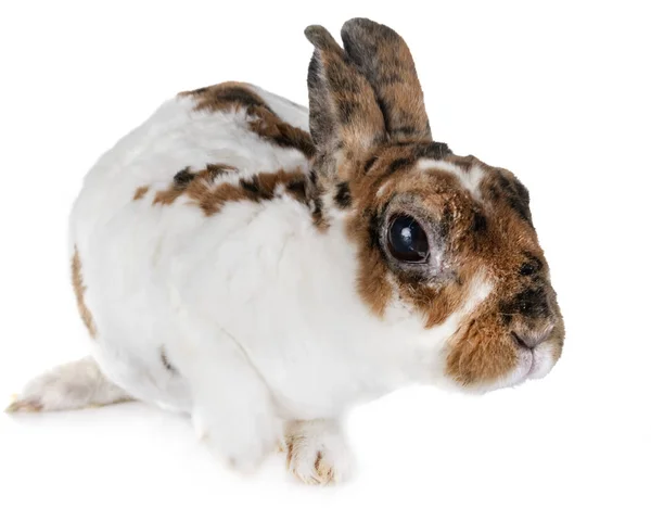 微型雷克斯兔子在白色的前面背景 — 图库照片