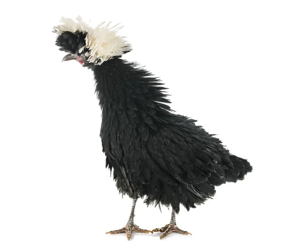 Polish Chicken Front White Background — Stock Photo, Image