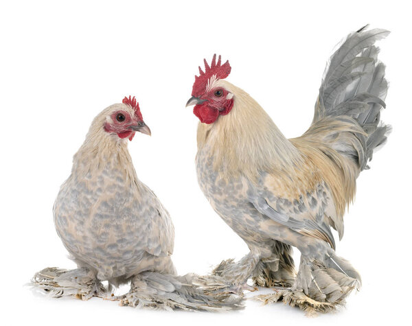 Dutch Booted Bantam in front of white background