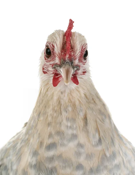 Dutch Booted Bantam Front White Background — Stock Photo, Image