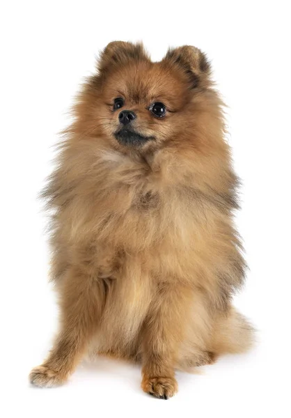 Špic Pomeranian Před Bílým Pozadím — Stock fotografie