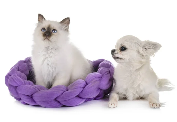 Birman Gatito Chihuahua Frente Fondo Blanco —  Fotos de Stock