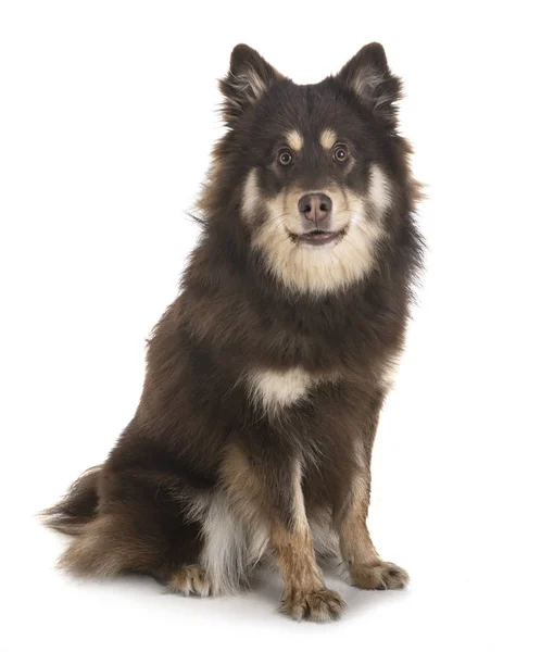 Lapphund Finlandês Frente Fundo Branco — Fotografia de Stock