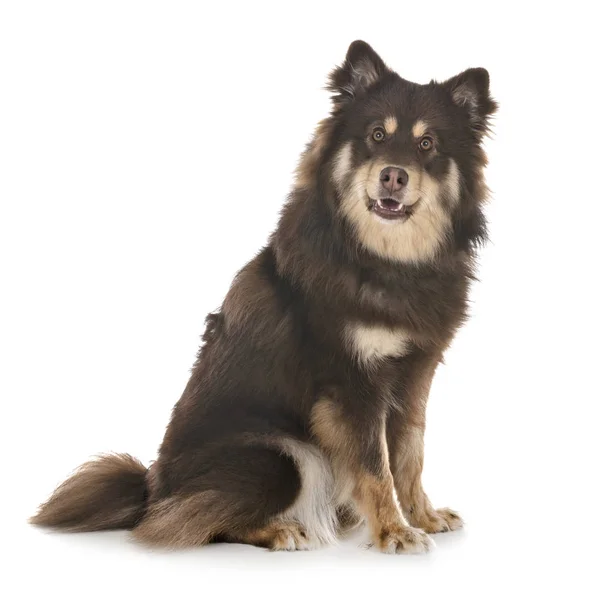 Finlandais Lapphund Face Fond Blanc — Photo