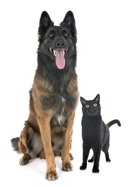 Belgian Shepherd Tervurenand Cat Front White Background — Stock Photo, Image