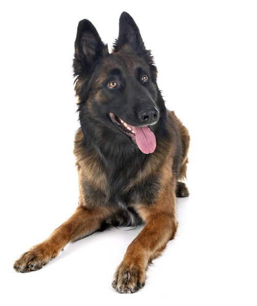 belgian shepherd tervuren in front of white background