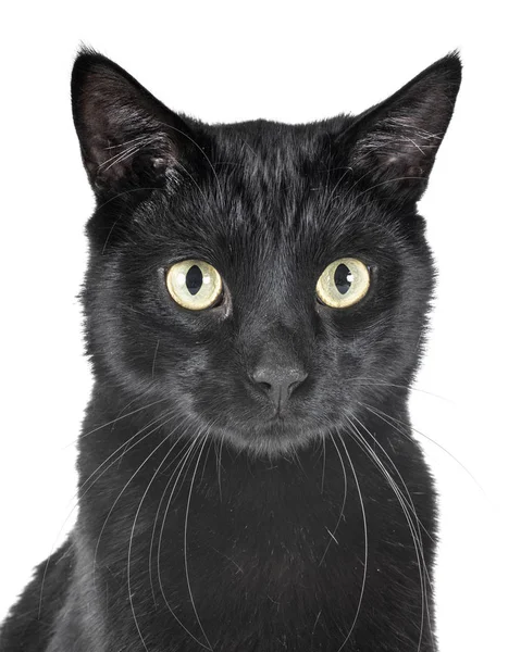 Czarny Kot Przed Białym Tle — Zdjęcie stockowe