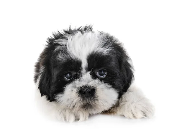 Cachorro Shih Tzu Frente Fundo Branco — Fotografia de Stock