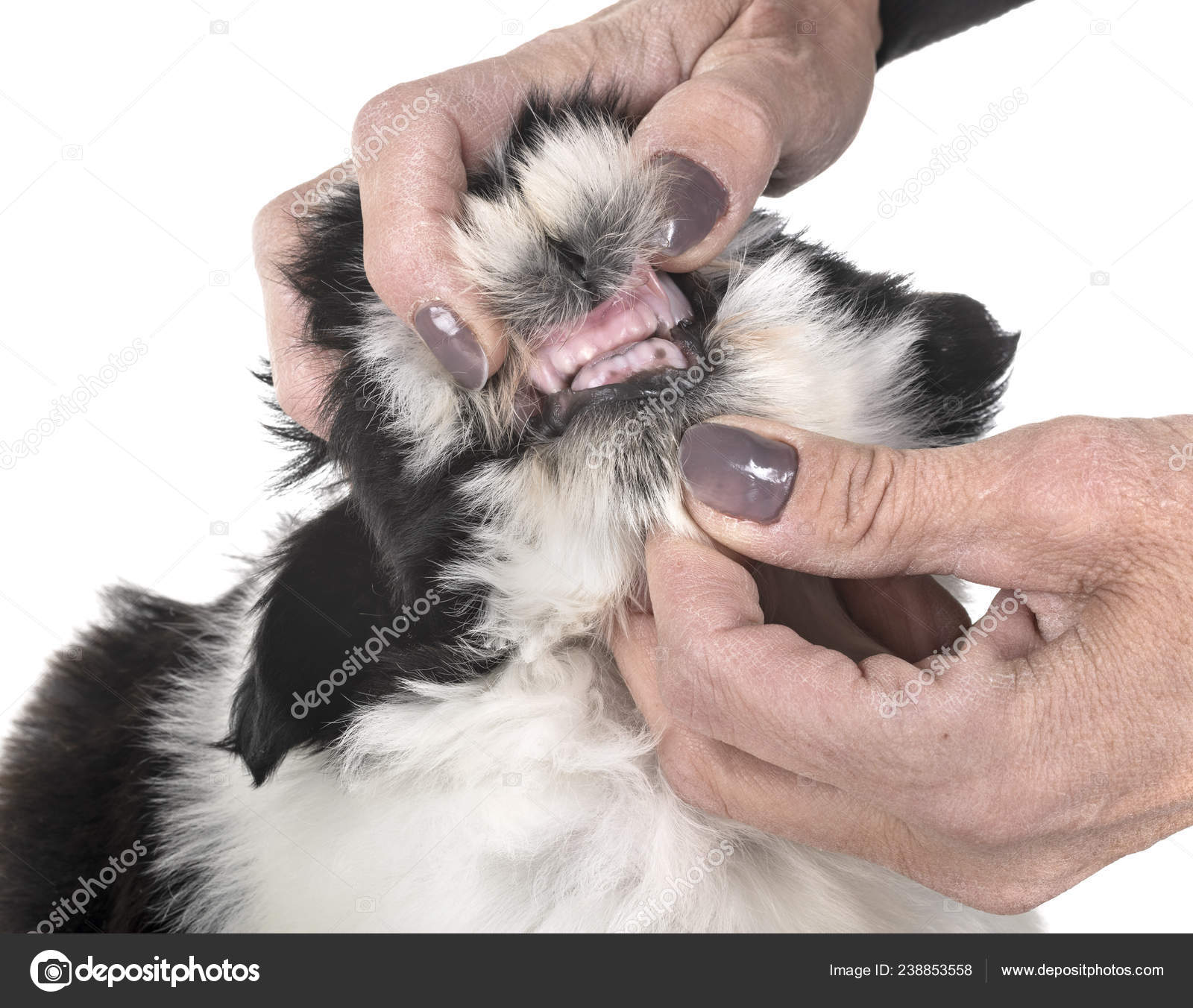 6 shih tzu 4.5 uke på bilde Kun 1 svart jente ledig og 2 gutter😊, image size:1600x1352