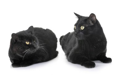 Beyaz arka plan önünde siyah kedi
