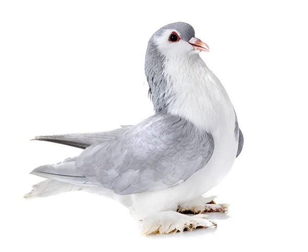 Lahore Pigeon Front White Background — Stock Photo, Image