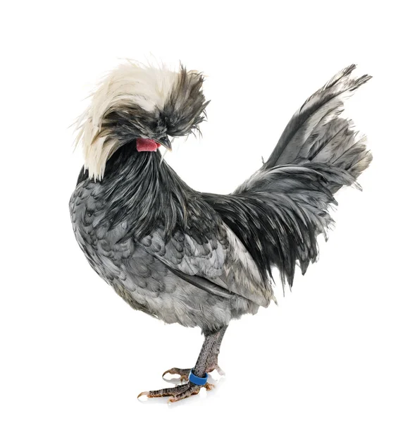 Polnisches Huhn Vor Weißem Hintergrund — Stockfoto