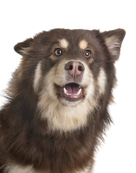 Lapphund Finlandés Frente Fondo Blanco —  Fotos de Stock