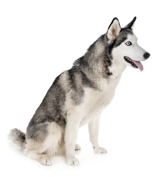 Husky Siberiano Frente Fundo Branco — Fotografia de Stock