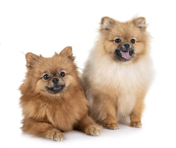 Unga Pomeranians Framför Vit Bakgrund — Stockfoto