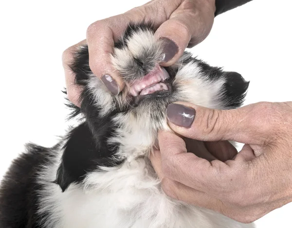 Cachorro Shih Tzu Mostrando Dentes Frente Fundo Branco — Fotografia de Stock