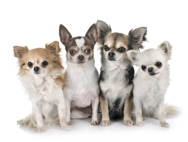 Chihuahuas Frente Fondo Blanco — Foto de Stock
