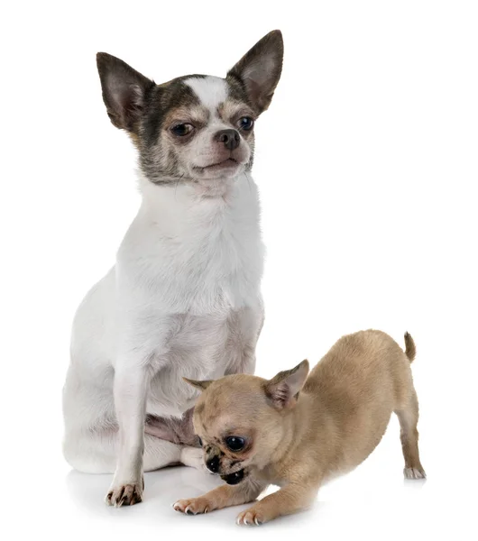 Little Chihuahuas Front White Background — Stock Photo, Image