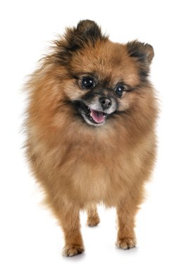 Spitz pomeranian beyaz arka plan önünde