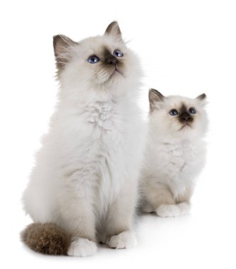 Birman kedi yavrusu beyaz arkaplan önünde