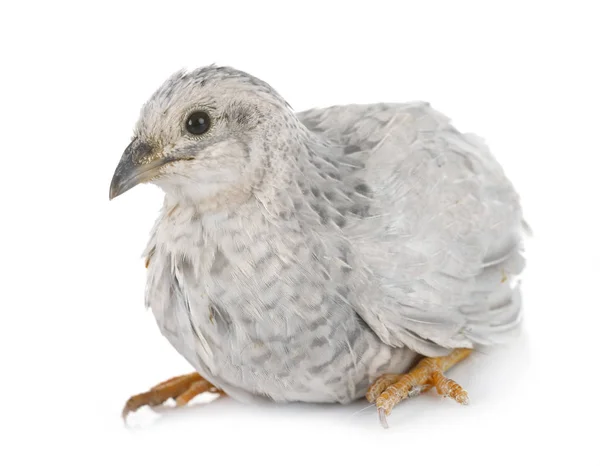 King Quail Front White Background — Stock Photo, Image