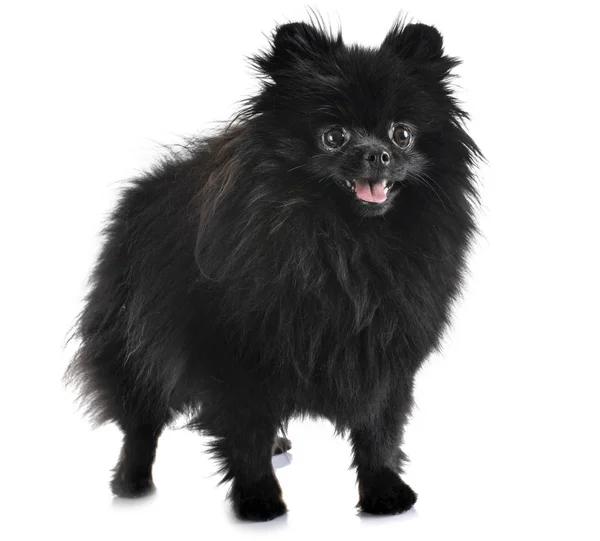 Spitz Pomeranian Framför Vit Bakgrund — Stockfoto