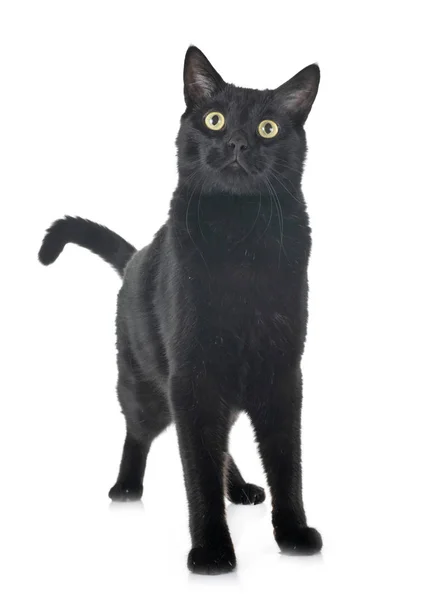 Черная Кошка Перед Белым Фоном — стоковое фото