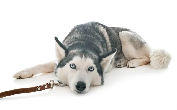 Siberian Husky Front White Background — Stock Photo, Image