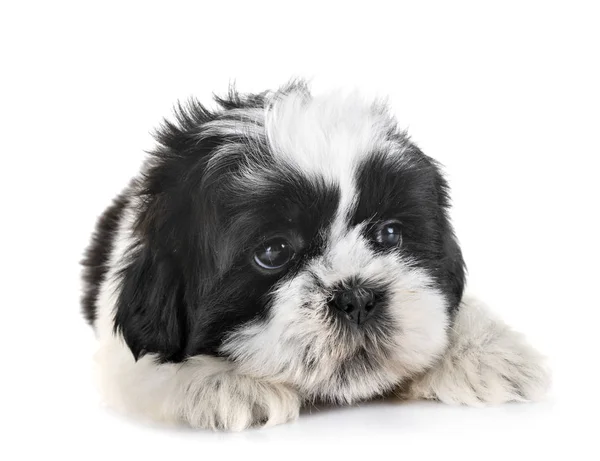 Puppy Shih Tzu Voorkant Van Witte Achtergrond — Stockfoto