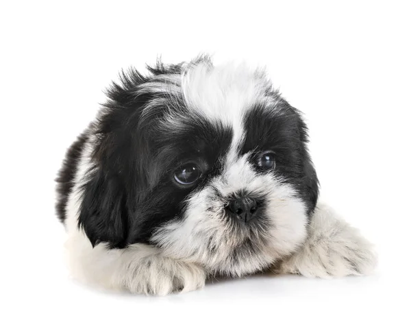 Cachorro Shih Tzu Frente Fundo Branco — Fotografia de Stock