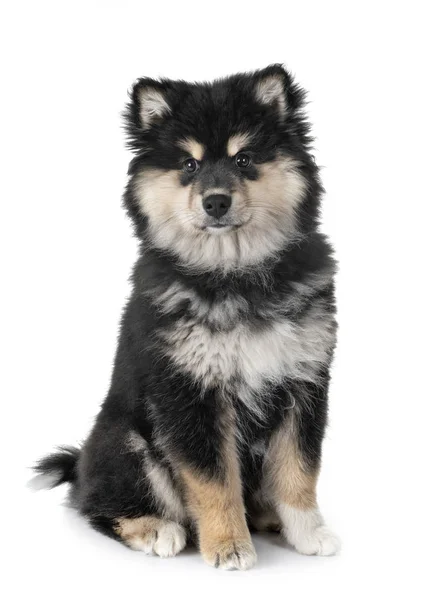 Welpe Finnischer Lapphund Vor Weißem Hintergrund — Stockfoto