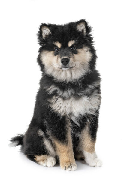 puppy Finnish Lapphund in front of white background